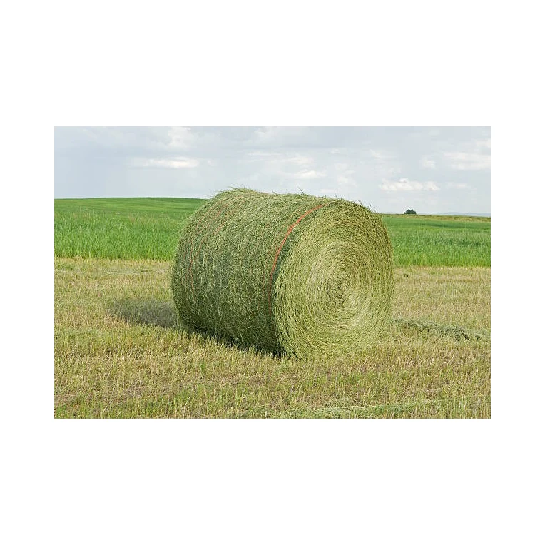 Alfalfa Hay for Animal Feeding /alfalfa hay pellets /Timothy Hay in Bales