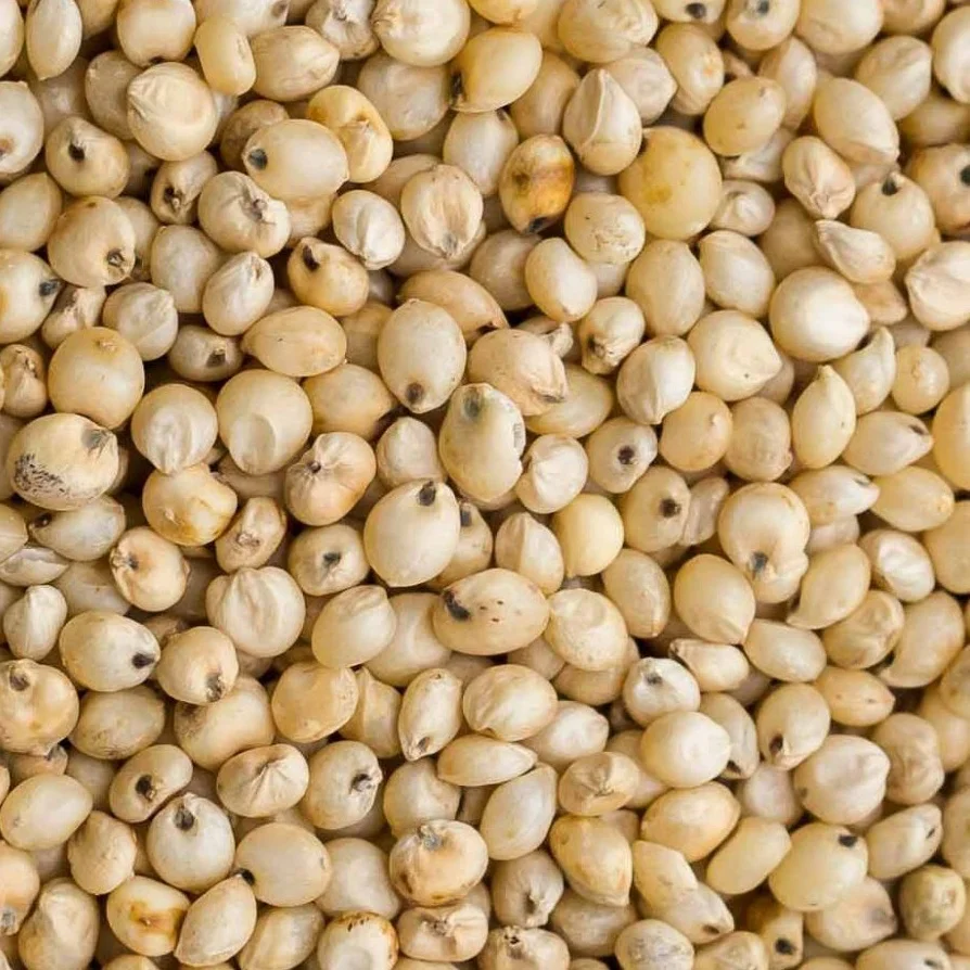 Bulk Sorghum Grains Bulk Red and White Sorghum seeds Price Per Ton for Birds Food
