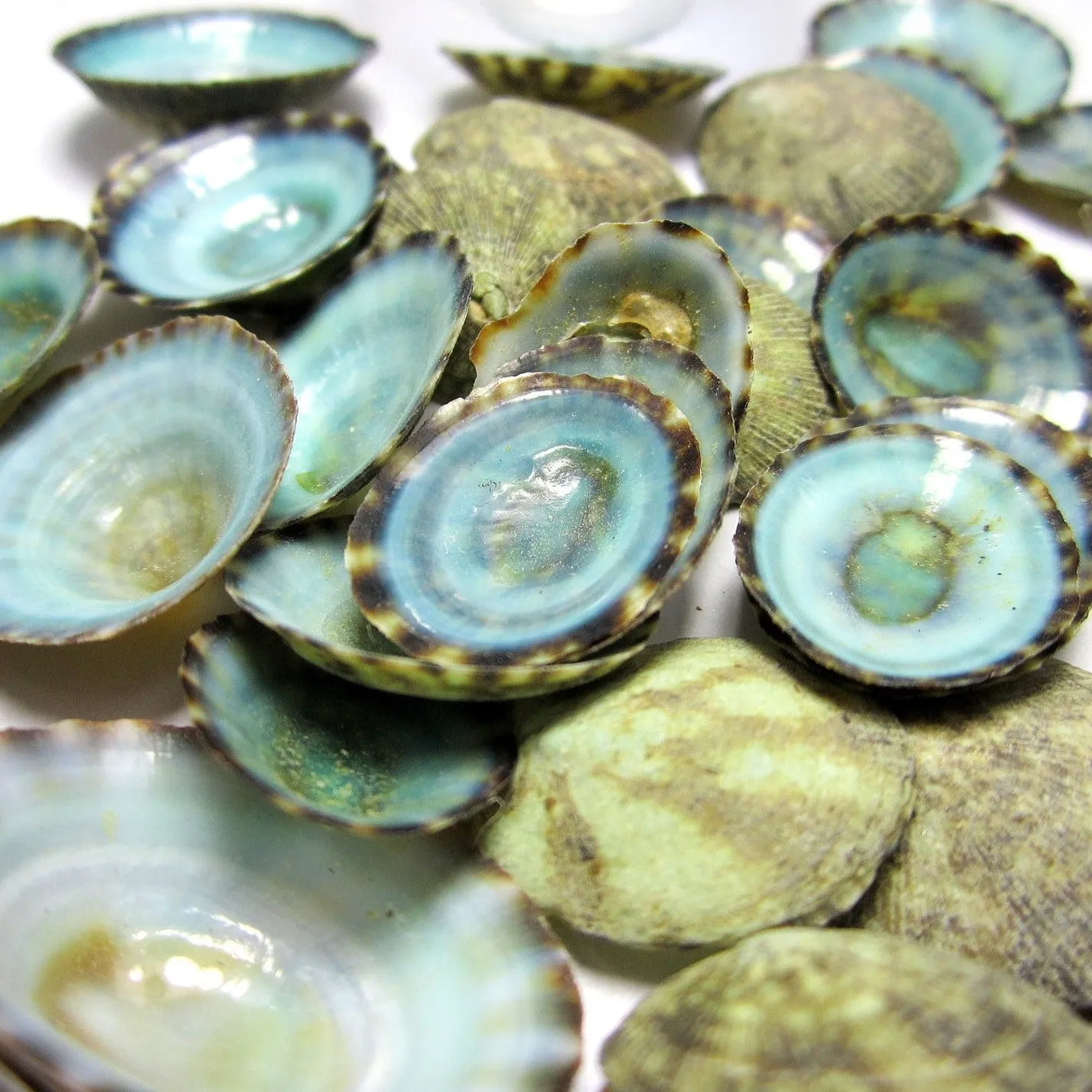 Зеленые ракушки limpet натуральные limpets сырые морские из Вьетнама