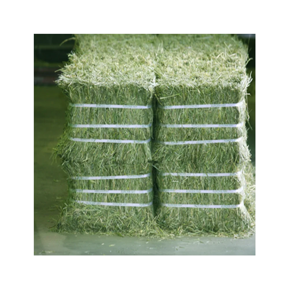 Best Grade Alfalfa Hay Bales Cattle Horses Feed Alfalfa Hay price Alfalfa Hay exporters for sale