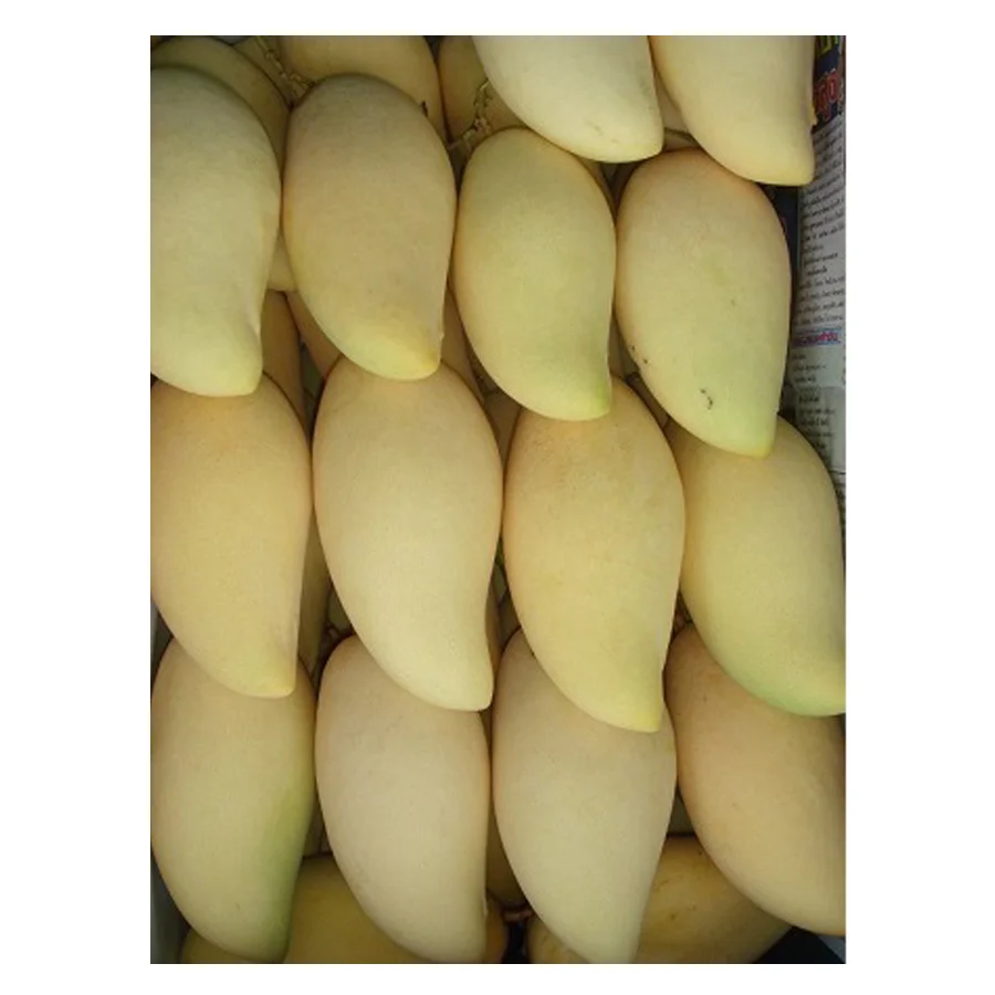 Premium Chok Anun Mango Thai Tropical Fresh Fruit High Quality Premium Grade Export Product Wholesale Original From Thailand