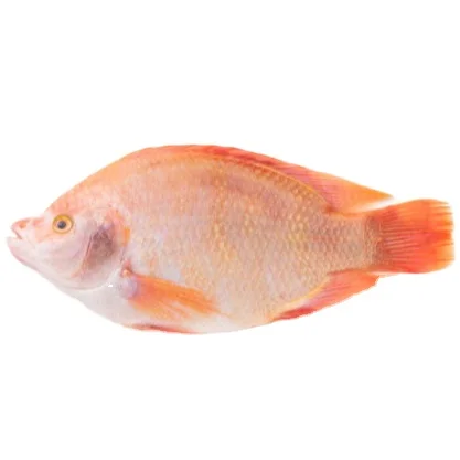 Premium quality IVP IQF Organic Nutritious tilapia fish fillet fish frozen tilapia