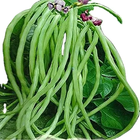 Indian top quality cowpea exporter company MN GLOBAL IMPEX India