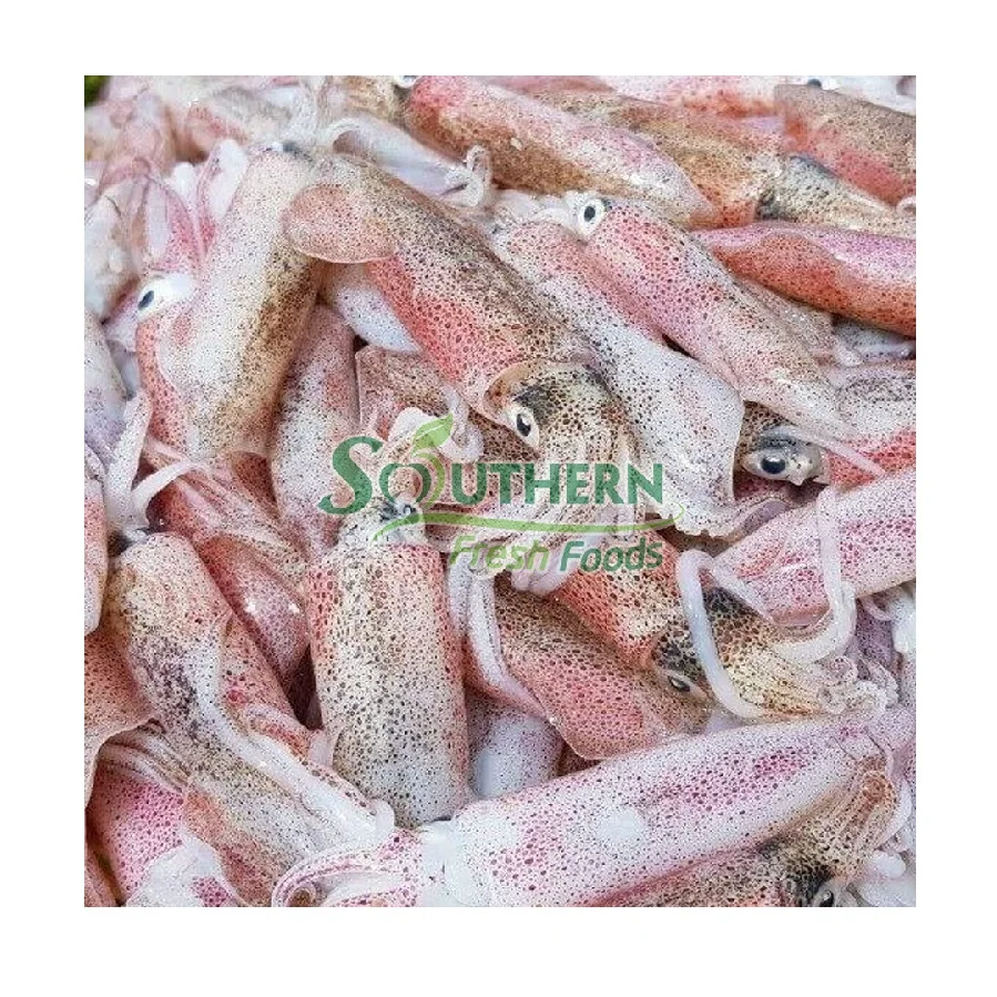 Supplier nature High content squid Frozen feature calamari Calamari Loligo Squid Wild Caught SFF from Vietnam