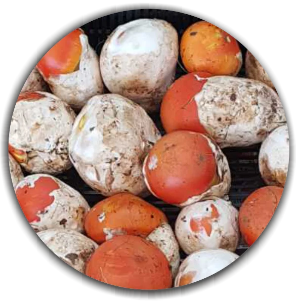 Свежие натуральные грибы. Аманита цезария (гриб Цезаря)-яйца первого класса