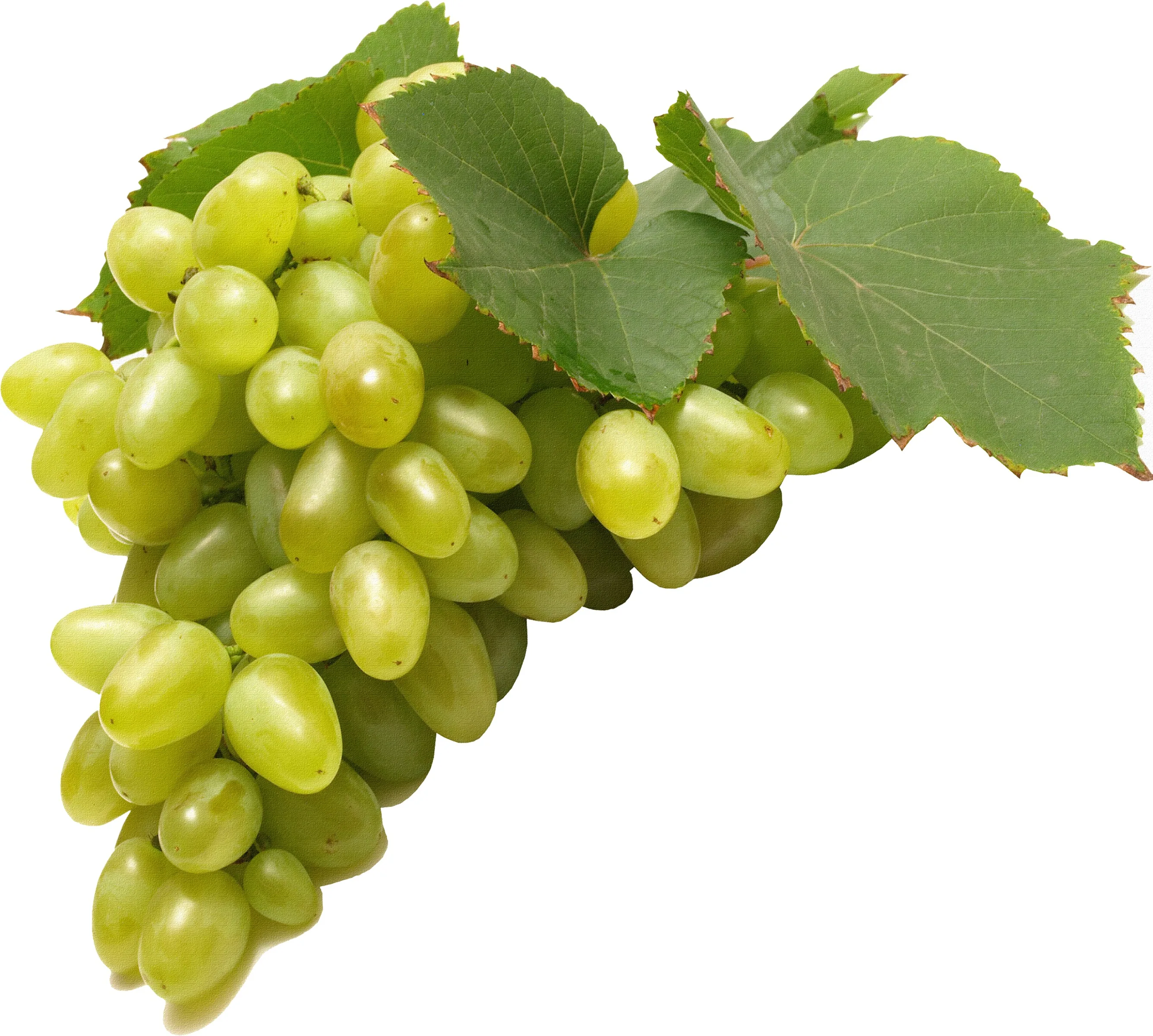 High Sweet Fresh Shine Muscat Grapes Natural Seedless Green Grapes with Rich Vitamins Produced in AUSTRIA