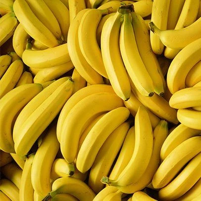 CANVEDISH BANANA VIETNAM- Fresh Banana with best quotation / Vietnam Agriculture Food CO., LTD