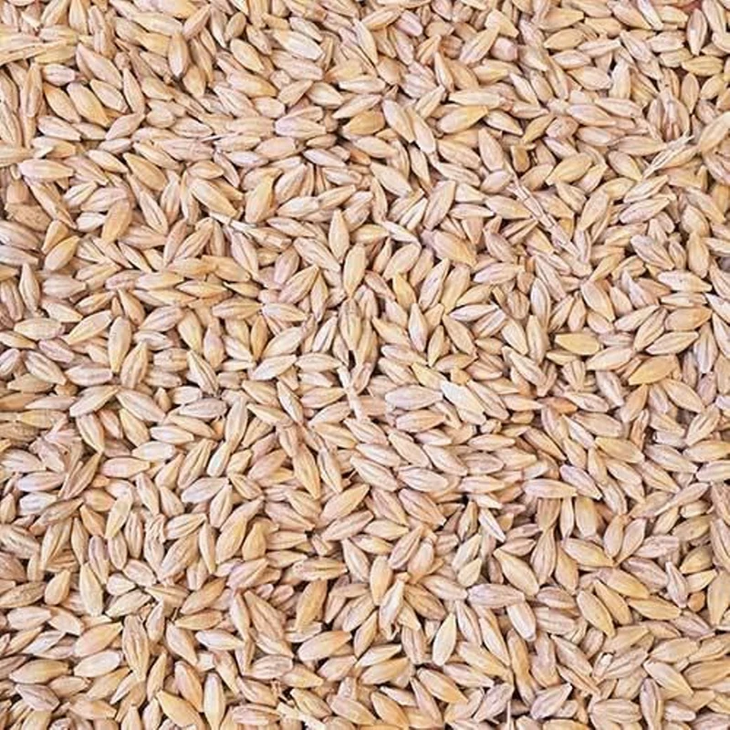 Barley Non-GMO Ukraine barley quality Feed Barley in bulk