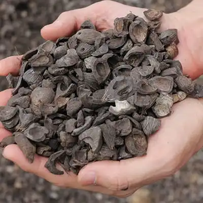 100% Purity Palm Kernel Shell (PKS)/Coconut Shell/Palm Kernel Shell