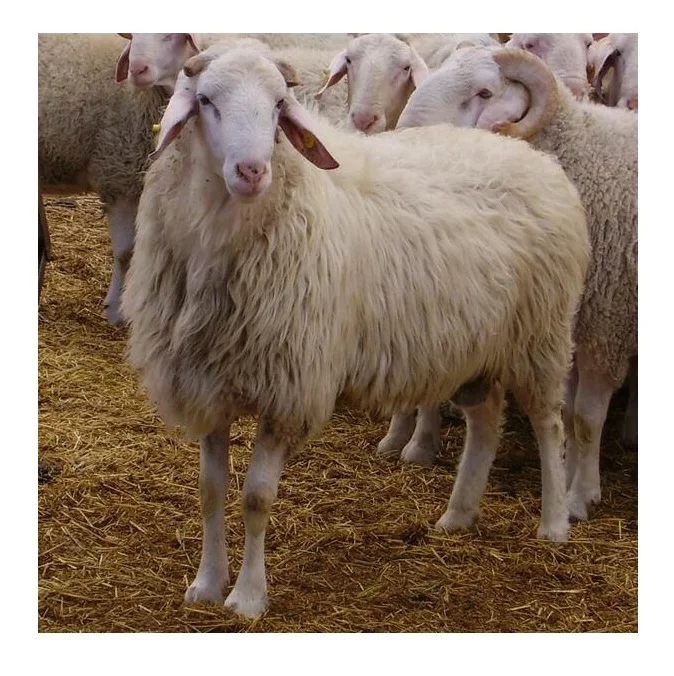 Direct Supplier Alive Awassi Sheep Bulk Quantity Available At Cheap Price