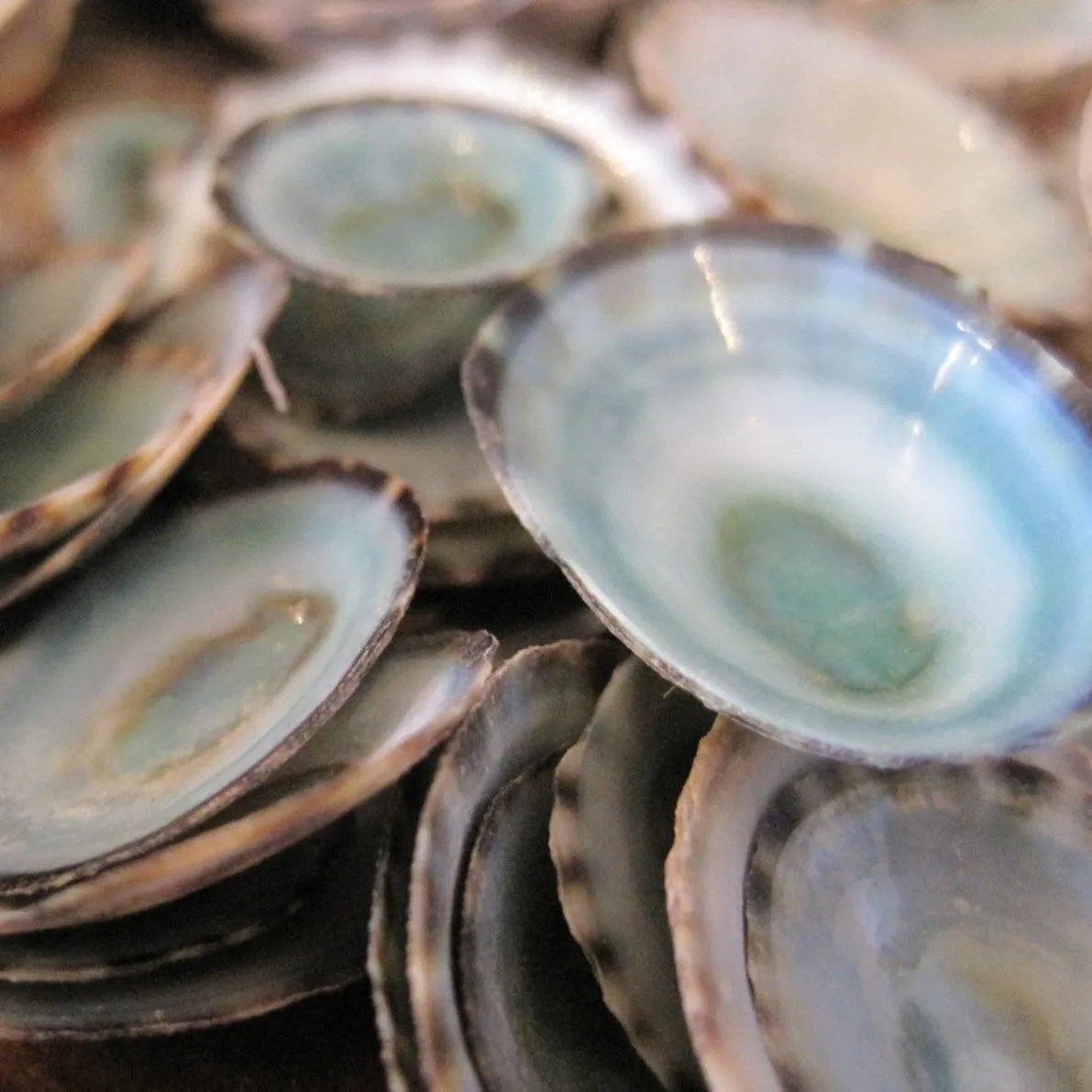 Зеленые ракушки limpet натуральные limpets сырые морские из Вьетнама