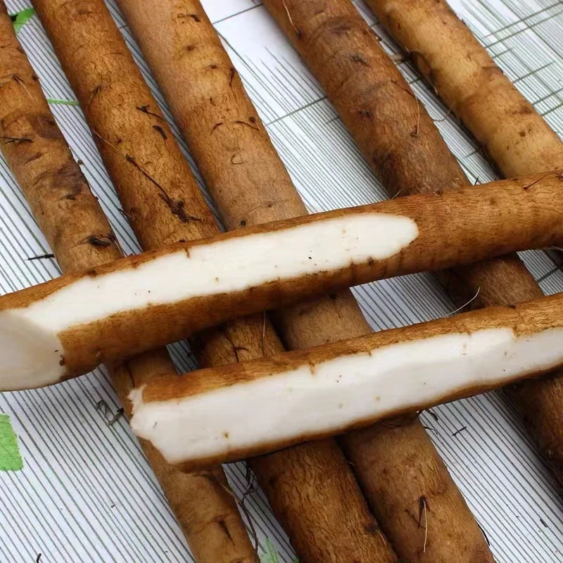 Golden Burdock/fresh Burdock