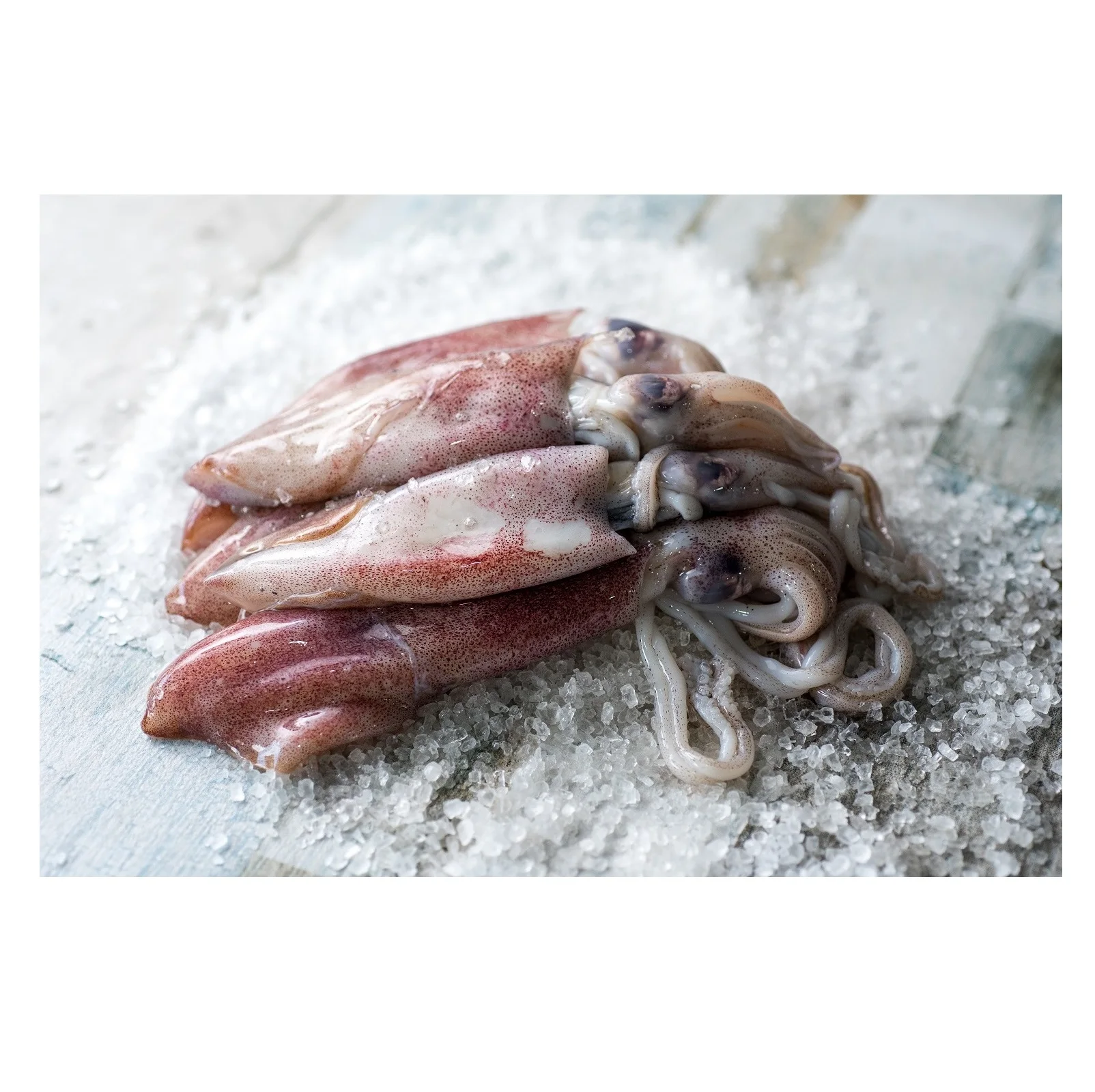 Bulk Stock Available Of Frozen Whole Loligo Squid (Seafood) At Wholesale Prices