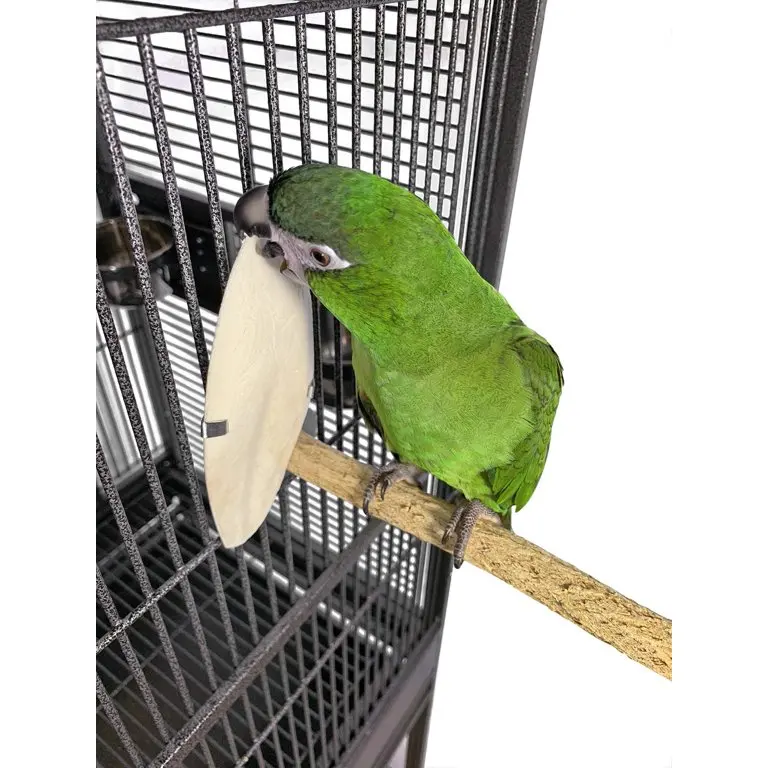 Cuttlefish Bone - competitive price and high quality from Viet Nam/ Viet Delta