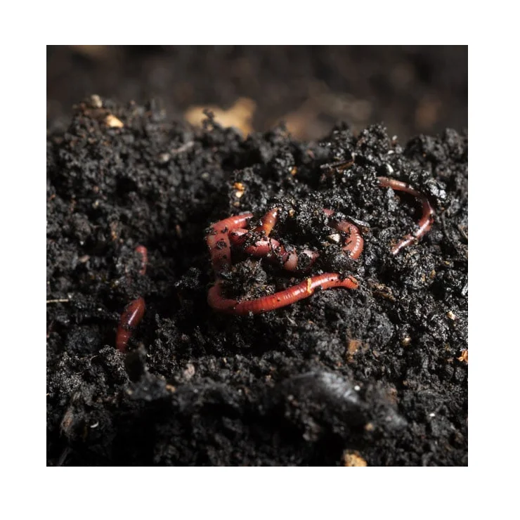 Hot Selling Organically Made Bio Vermicompost with Customized Size Packing For Agriculture Uses By Indian Exporters