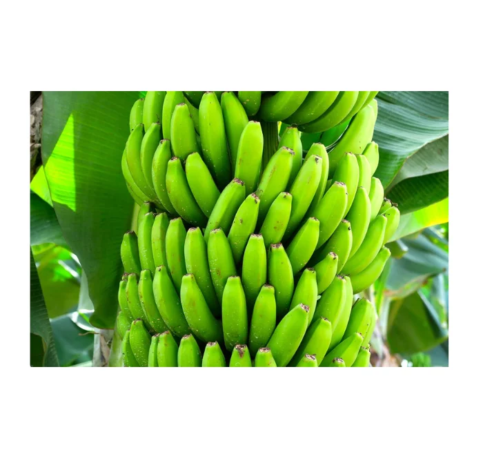 fresh green cavendish banana high quality best popular fruit of Thailand