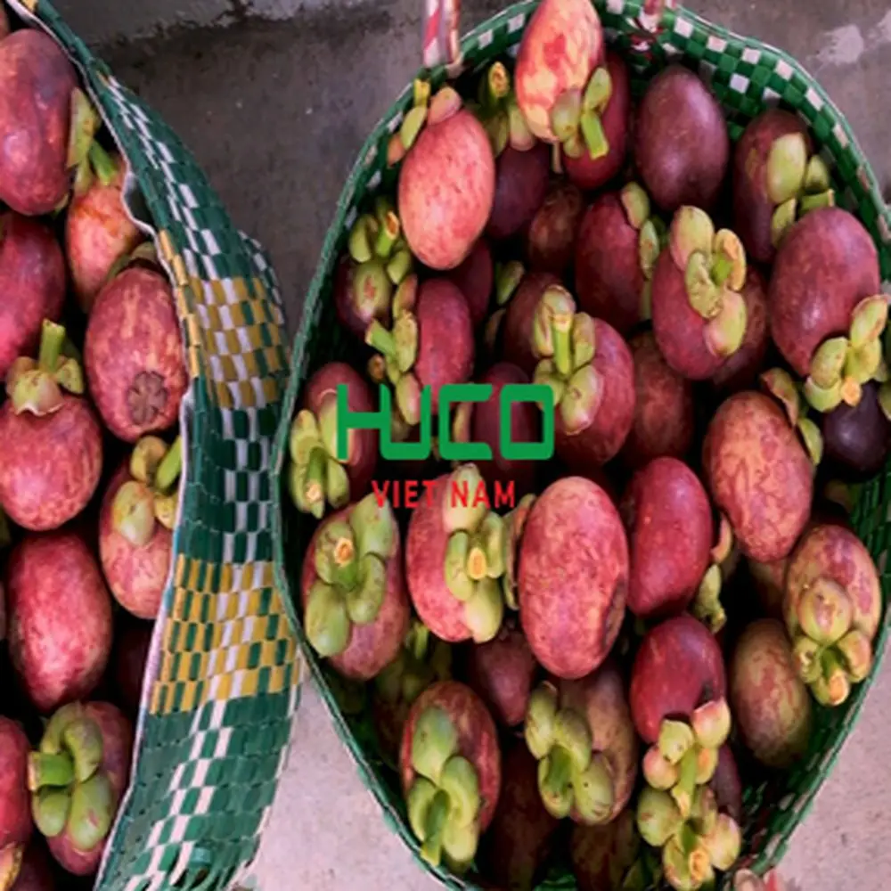 Highest Selling Products Fruit CHEAP PRICE MANGOSTEEN FRUIT from VIETNAM