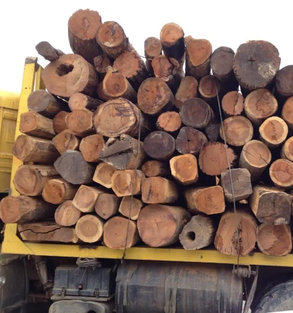 High Quality Round Teak Wood, Tali Wood, Padouk, Pine, Boxwood, Azobe Wood and Timber Logs Canada