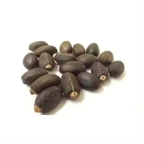 Jatropha Seeds Exporter Supplier for Sale