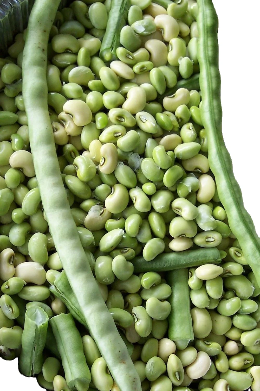 Indian top quality cowpea exporter company MN GLOBAL IMPEX India