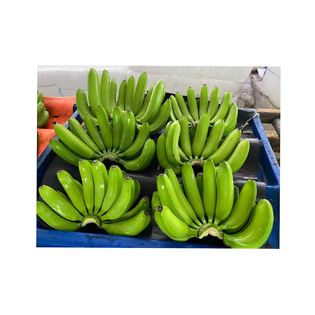 CAVENDISH Banana Green clean bananas good price Export 100% Natural Organic Food Wholesale From Vietnamese Manufacturer banana