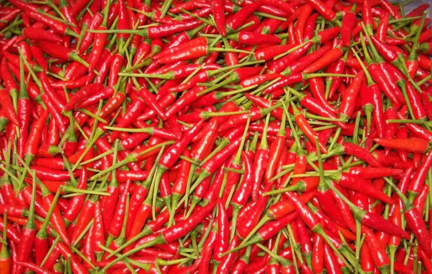 100% natural fresh chilli / Vietnam chilli