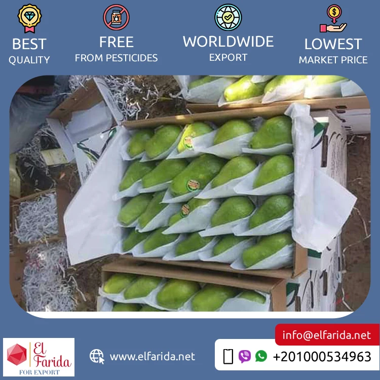 Best Buy Wholesale Quantity Supply Original Delicious Sweet Taste Seedless Fresh Fruit Guava from Egypt Origin Exporter
