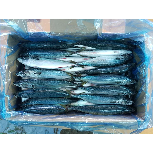 From Korea trachurus japonicus fresh frozen horse mackerel fish seafood easy to cook for dinner certificafed