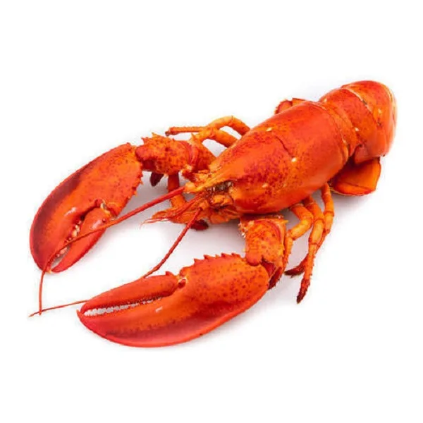 Promotion price Live Canadian Lobsters for Export, Frozen Lobsters Tails for sale, Live Lobsters Heads Wholesale price