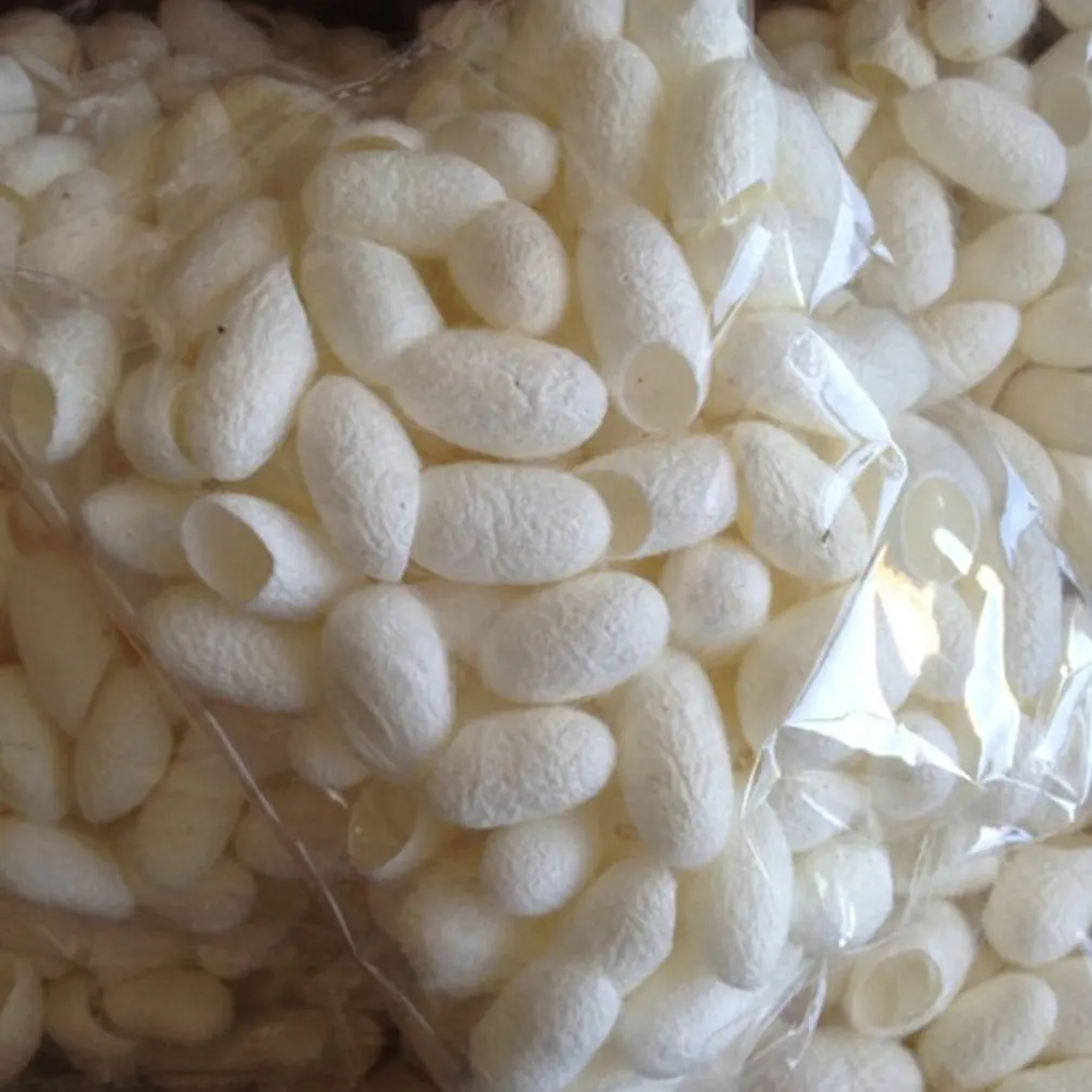 NATURAL CUT SILK COCOON FROM VIETNAM HIGH QUALITY BEST PRICE // MS.KARINA +84 39 979 4665