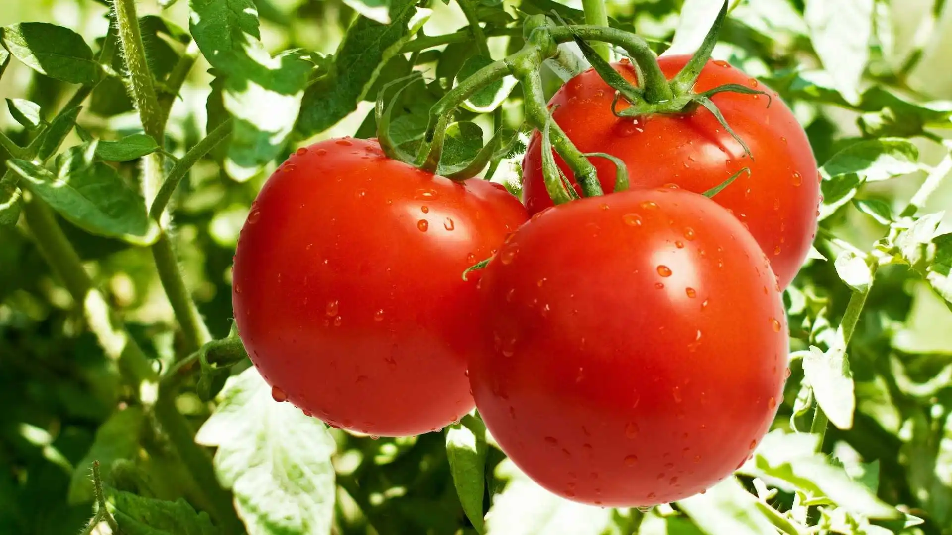 Top Quality Fresh Red Tomatoes for sale.