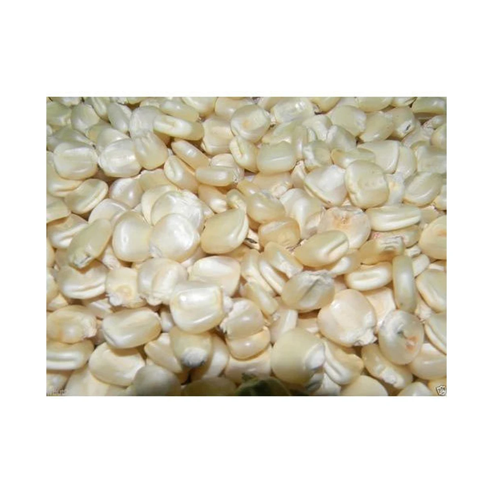 Non-GMO White Corn & White Corn/Maize for Human & Animal Feed for sale