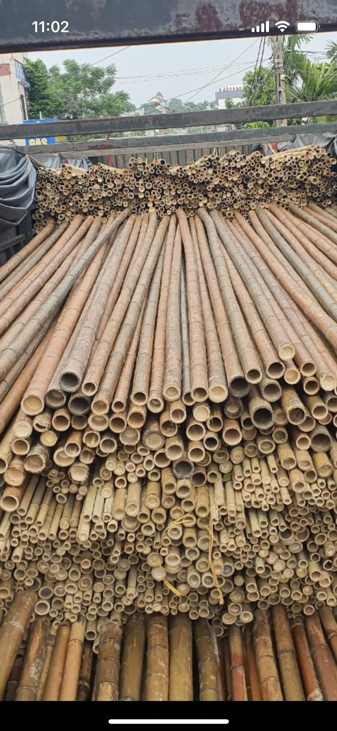 Tokin Bamboo poles for construction and interior decoration, used as bamboo houses, durable and environmentally friendly.