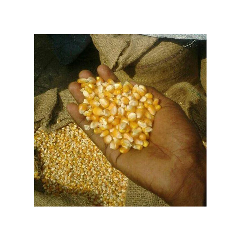 Высокое качество низкая оптовая цена Сушеные Желтые кукурузы/кукуруза для продажи