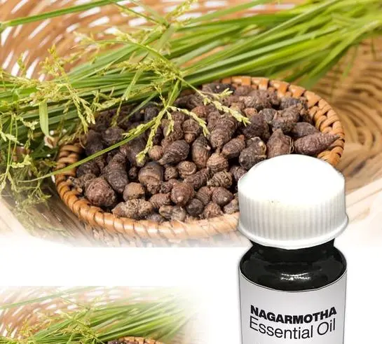 Оптовая продажа высокое качество чистое натуральное эфирное масло циприола для косметики ароматеропея здоровья и хорошего самочувствия