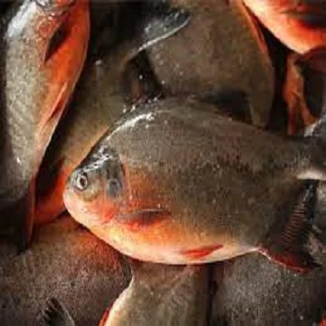 Fresh Frozen IQF Red Pacu Pomfret Rouge Frozen Red Pomfret Fish For Sale