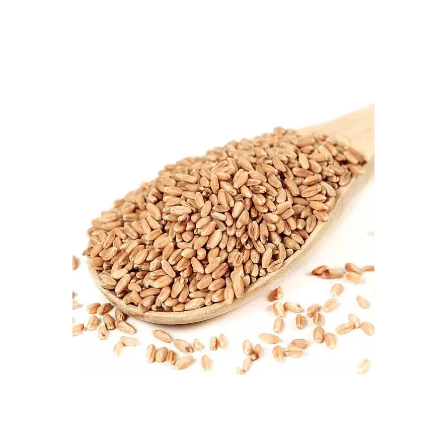 Bulk Quantity Wholesale Supplier Best Quality Organic Whole Wheat Grain For Sale In Cheap Price