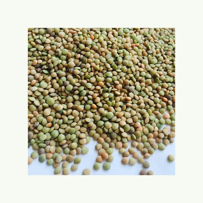 Canadian Lentils wholesale high quality green lentils Bulk Sale Green Canadian Lentils