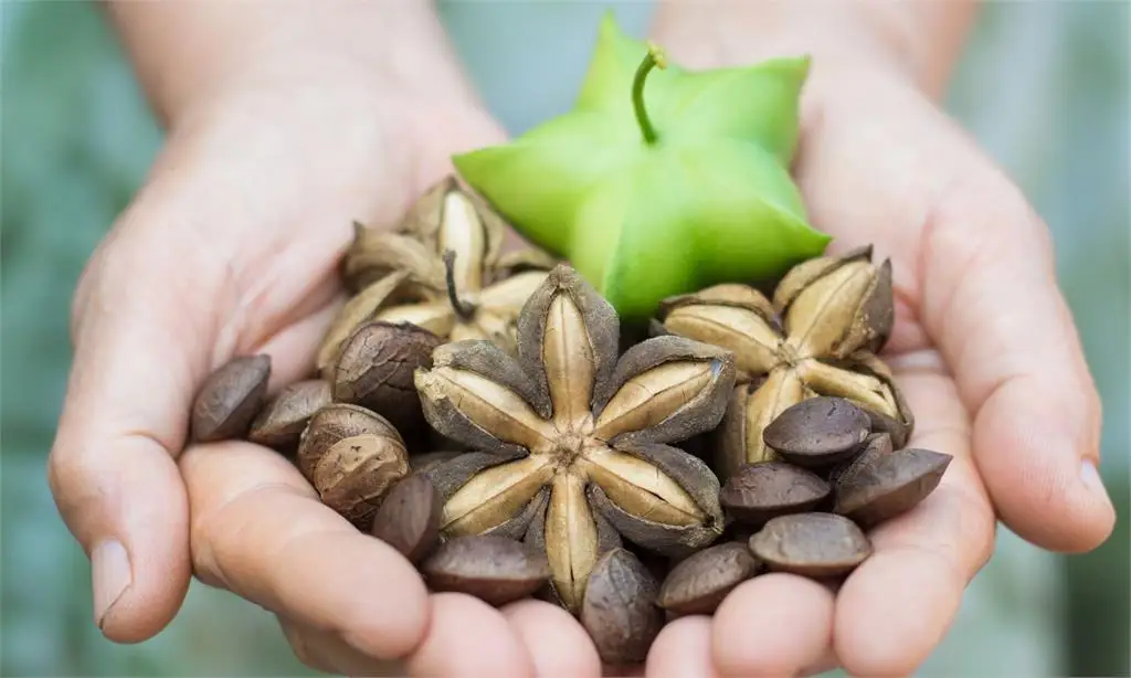 100% Pure Rich in vitamin E Sacha Inchi Oil GIft Box