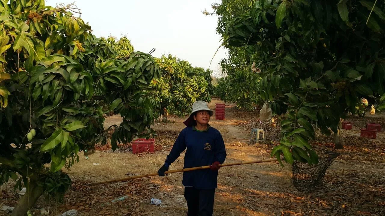 High Recommend Premium Quality IQF Fresh Mango Sliced Frozen Fruit And Best Selling Product From Thailand