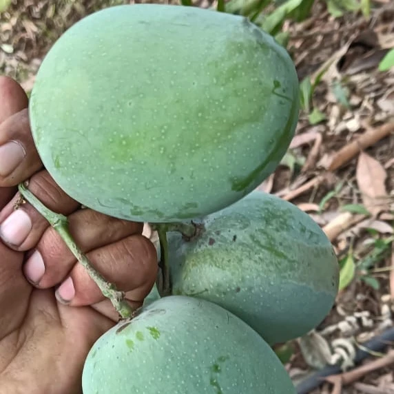 KESAR GIR GI TAGGED MANGO SWEET MANGO PEEL AND EAT MATURITY 90%