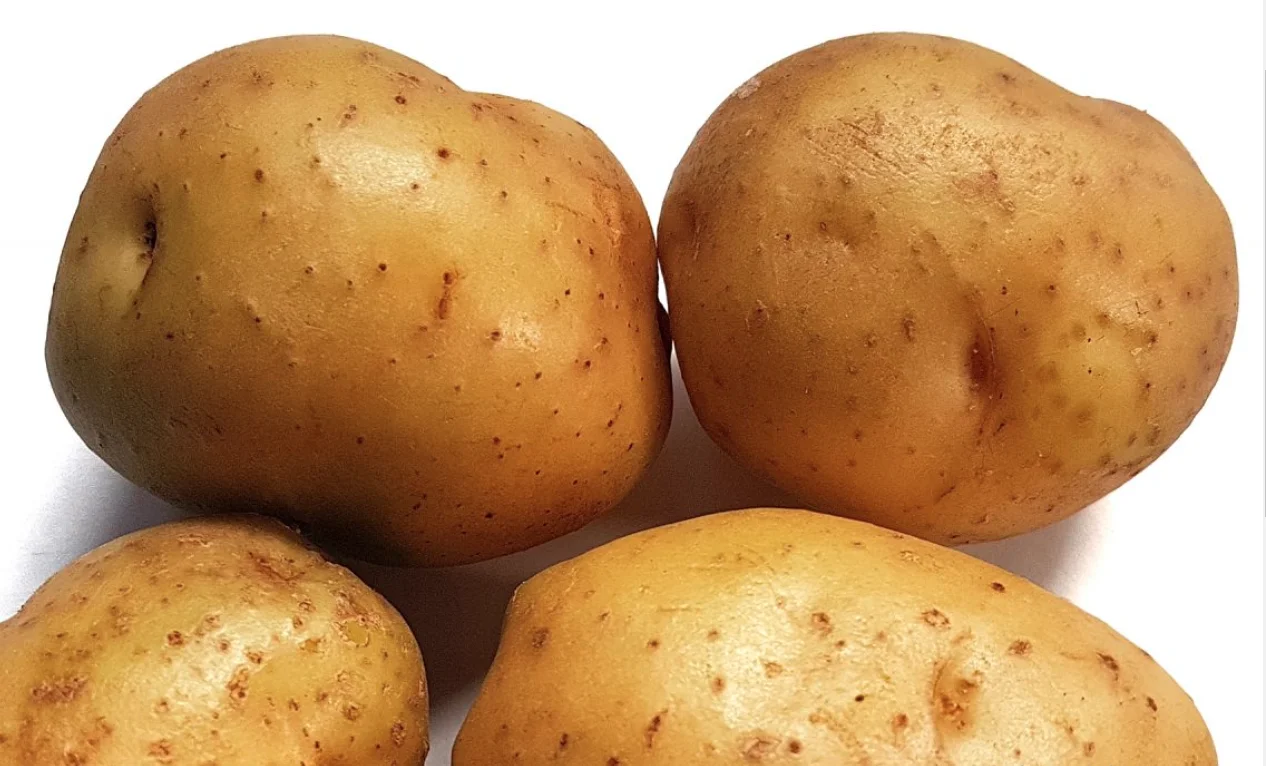 Organic fresh Potato Latest crop best quality 100% export quality standard weight and good Shape Potato size from Bangladesh