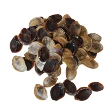 Bulk Supply High Quality Operculum Shells Cheap Supply | Operculum Murex Snail Dried Shell Operculum For Discounted Price