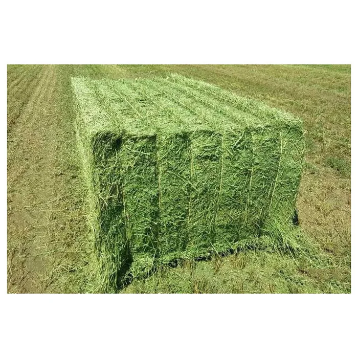 Feed Grade American Alfalfa Hay Timothy Hay Cattle Horse Pets Sheep 500g Sample Alfafa Hay for Animal Feeding