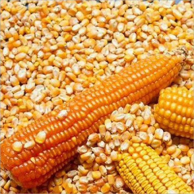 BEST QUALITY YELLOW CORN DRIED MAIZE GRAIN FOR FOOD LIVESTOCK POULTRY ANIMAL FEED FROM PAKISTAN