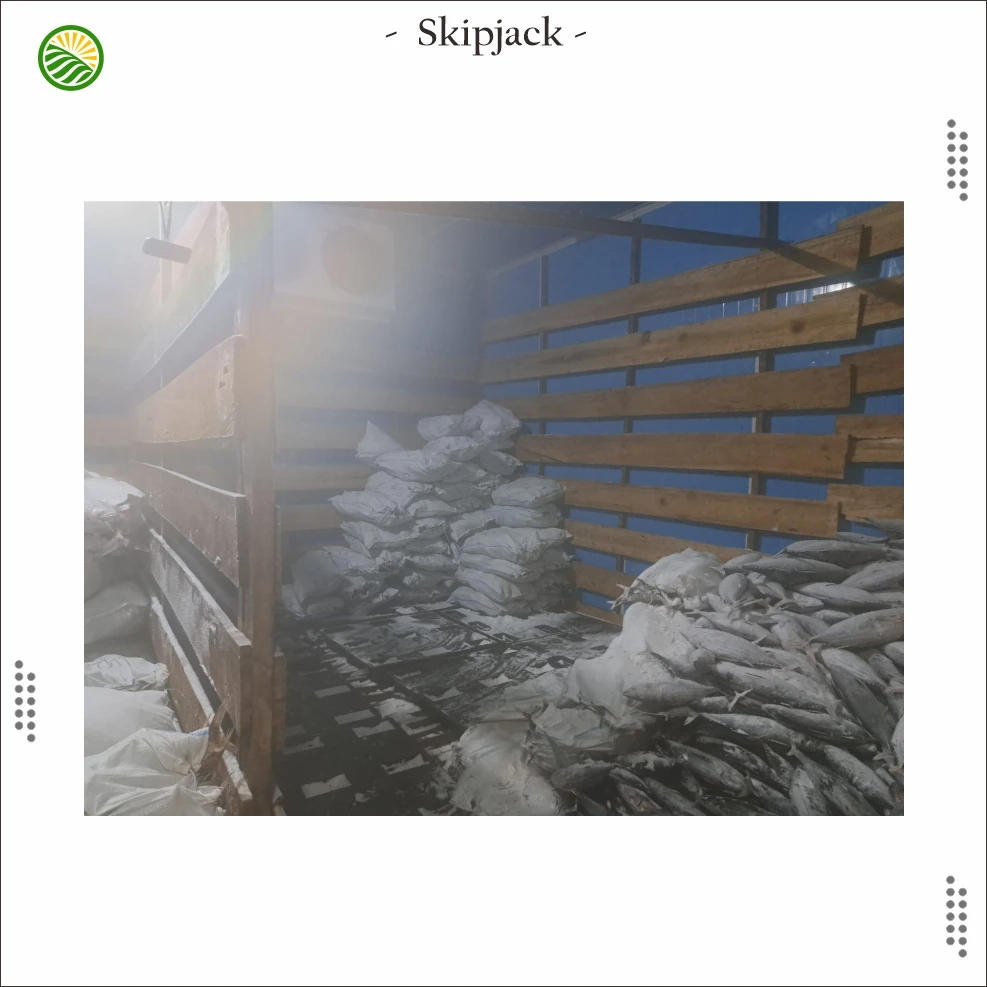 skipjack 6.jpg