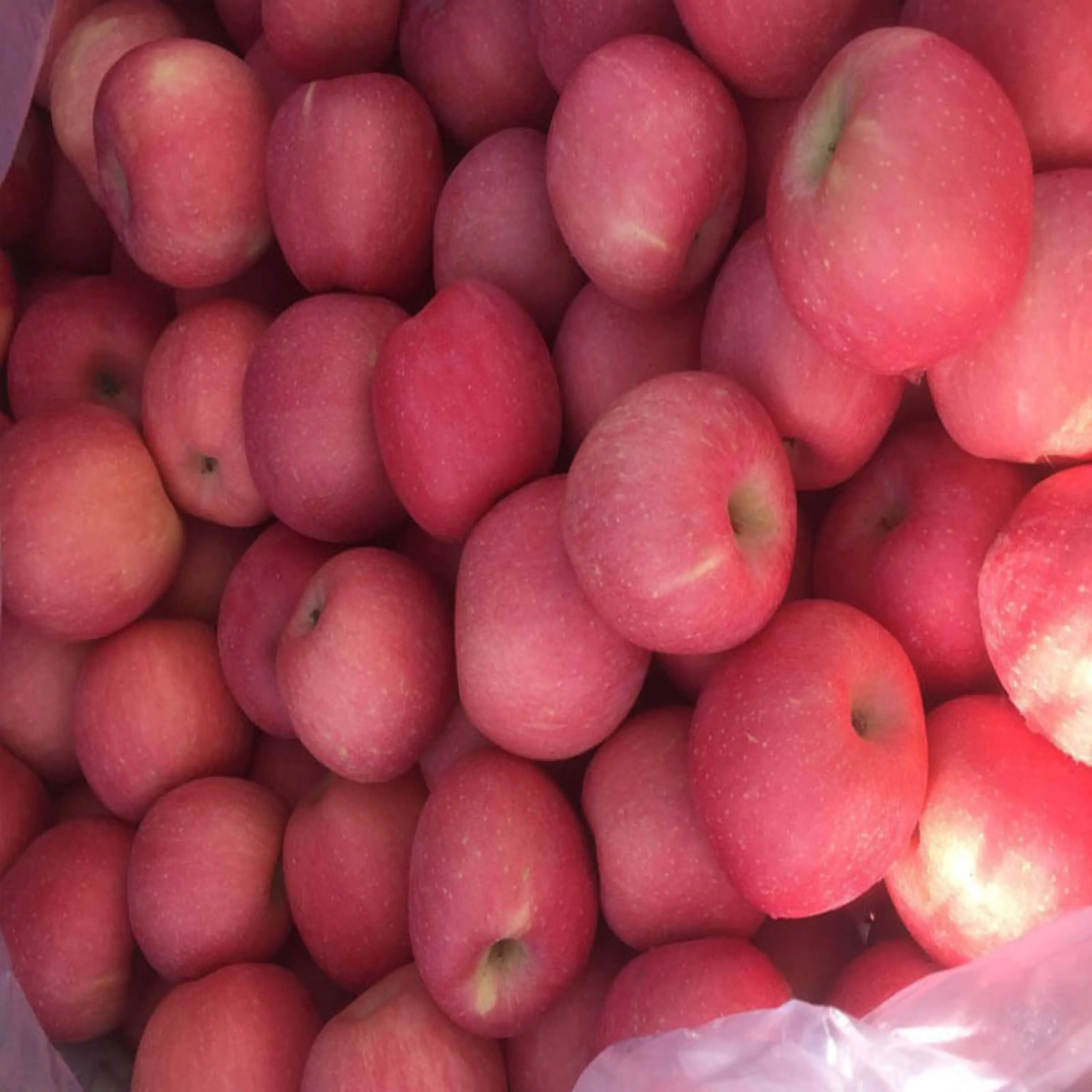 Свежие яблоки красные и зеленые золотые вкусные яблоки для продажи/купить оптом красные яблоки Fuji