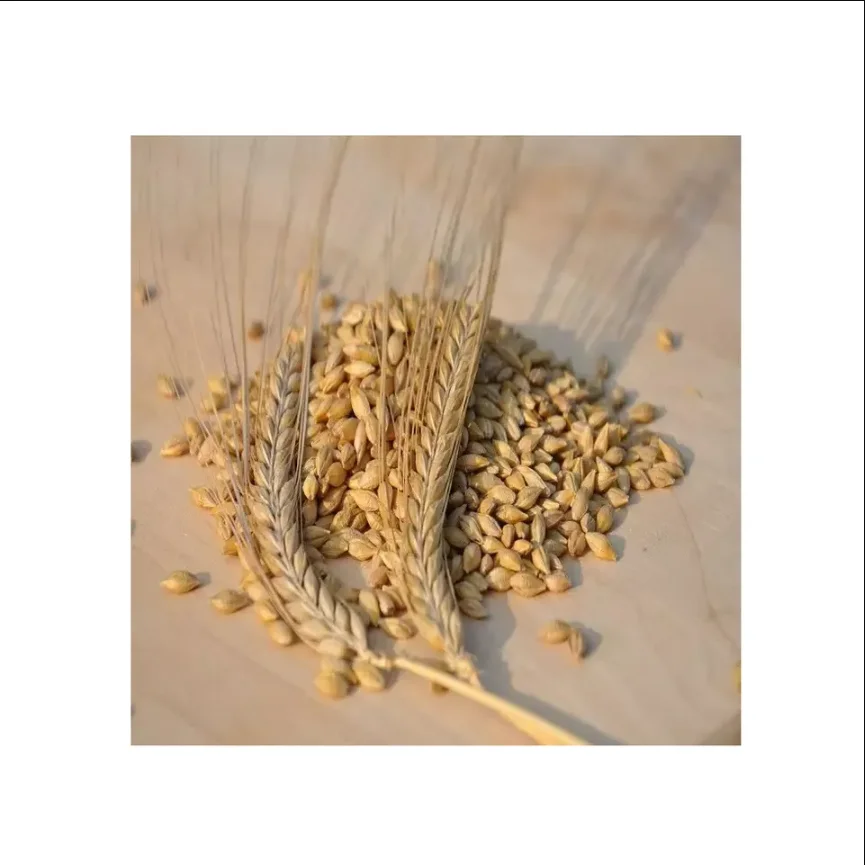 Wholesales Barley Seeds/Animal feed barley/bulk barley grains for sale
