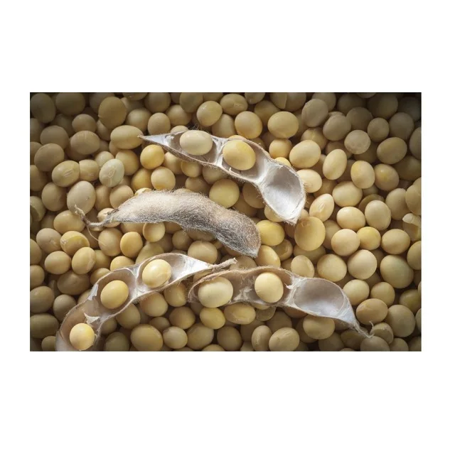 High Quality Organic Soybean / Dried Soya Beans Available For Sale At Low Price