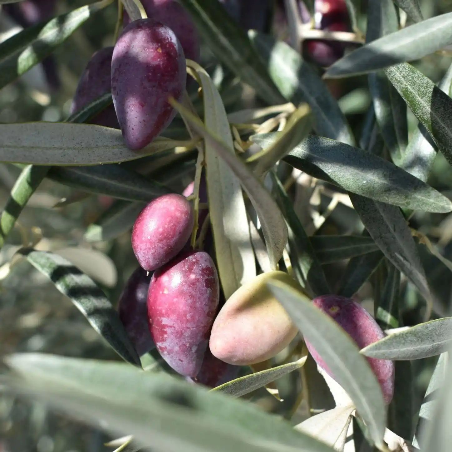Высококачественное испанское оливковое масло для выжимки, IBC 930 кг (1000L) -лучшее оливковое масло оптом из Испании